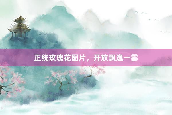 正统玫瑰花图片，开放飘逸一霎